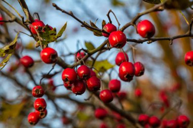 Detaylı bir makro çekim canlı kırmızı şahin çileklerini sonbahar ihtişamında yakalıyor. Bu olgun böğürtlenler sadece güzel değil aynı zamanda tıbbi özelliklere de sahipler..