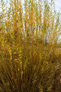 Salix purpurea mor söğüt veya osier, Salix familyasından Avrupa 'da yaşayan bir söğüt türüdür. Mor söğüt çiçeği, tükürük aromalı..