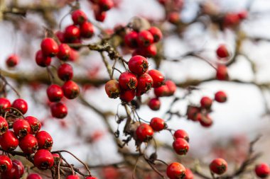 Hawthorn kırmızı böğürtlenleri çalılıklarda yetişir.