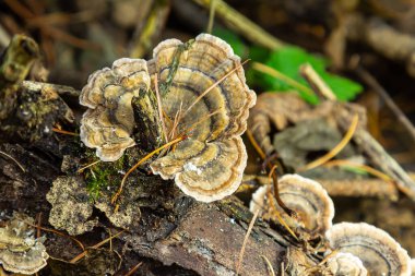 Trametes versicolor, ayrıca Polyporus versicolor olarak da bilinir, dünya çapında yaygın olarak bulunan ve ağaç gövdelerinde yetişen geleneksel tıbbi mantar türüdür..