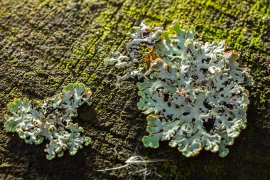 A close up of lichen Hypogymnia physodes on a old tree branch. clipart