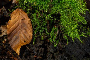 Precious drops of water from the morning dew covering an isolated plant of Ceratodon purpureus that is growing on the rock, purple moss, Burned ground moss on the stone, warm colours closeup. clipart