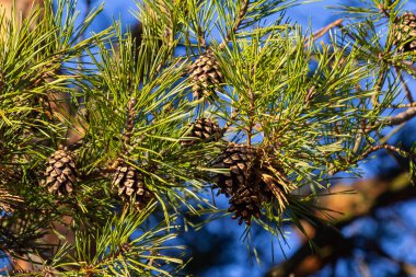 Close-up on a pretty pine cone hanging from its branch and surrounded by its green thorns. Pine cone, pine thorns, pine branch and blue sky. clipart