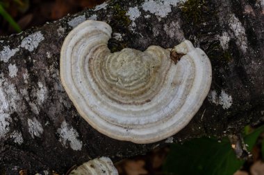 Fomes fomentarius mantarı bir yaz günü eski bir kavak ağacının gövdesinde.