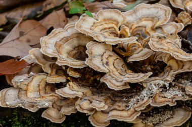 Trametes versicolor, ayrıca Polyporus versicolor olarak da bilinir, dünya çapında yaygın olarak bulunan ve ağaç gövdelerinde yetişen geleneksel tıbbi mantar türüdür..