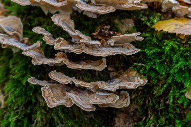 Trametes versicolor, ayrıca Polyporus versicolor olarak da bilinir, dünya çapında yaygın olarak bulunan ve ağaç gövdelerinde yetişen geleneksel tıbbi mantar türüdür..