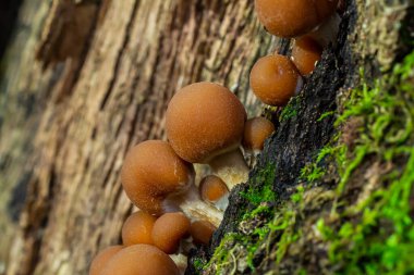 Psathyrella piluliforis Common Stump Brittlestem mantar kırmızımsı kahverengi mantar gruplar halinde dikleşir, doğal ışık.