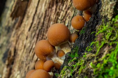 Psathyrella piluliformis Common Stump Brittlestem mushroom reddish-brown mushroom that grows steeply in groups, natural light. clipart