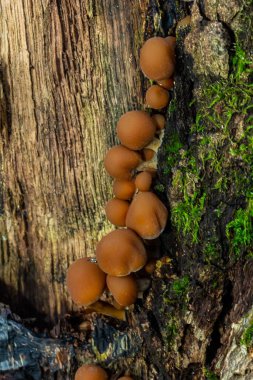 Psathyrella piluliformis Common Stump Brittlestem mushroom reddish-brown mushroom that grows steeply in groups, natural light. clipart