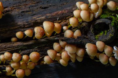 Yenilemez mantar ormanlarda, Orta Avrupa 'da, Mycena Renati' de yetişir..