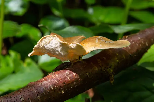 stock image close up view of Turkey tail mushroom among the Polyporus alveolaris mushrooms found in the Bogor botanical gardens.