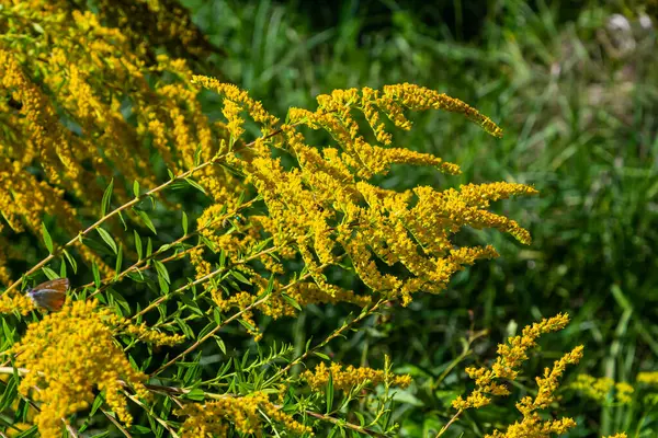 Sonbaharda Solidago Altissima 'nın yabani çiçekleri.