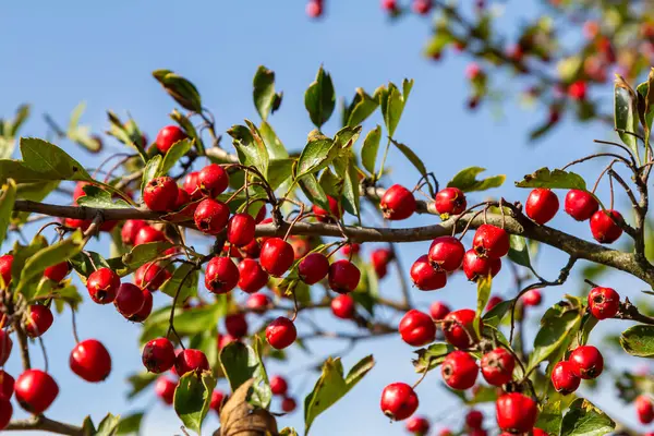 Detaylı bir makro çekim canlı kırmızı şahin çileklerini sonbahar ihtişamında yakalıyor. Bu olgun böğürtlenler sadece güzel değil aynı zamanda tıbbi özelliklere de sahipler..