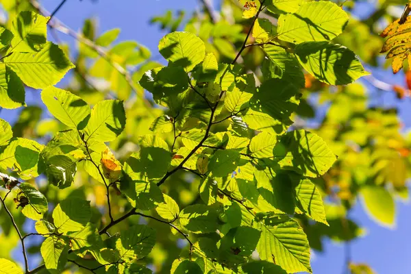 Yazın ağacın altından görünen yeşil boynuz yaprakları..