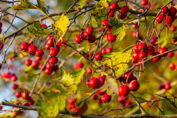 Hawthorn kırmızı böğürtlenleri çalılıklarda yetişir.