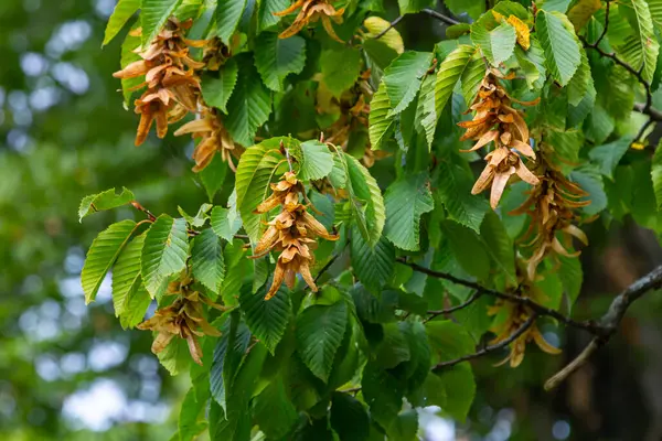 Boynuz kirişinin dalları, Carpinus betulus türleri, ya da kahverengi üç köşeli yaprak içinde yeşil yapraklı ve olgun tohumlu sıradan boynuz demeti güneşli sabahları içerir..