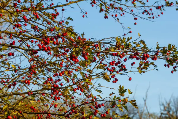 Detaylı bir makro çekim canlı kırmızı şahin çileklerini sonbahar ihtişamında yakalıyor. Bu olgun böğürtlenler sadece güzel değil aynı zamanda tıbbi özelliklere de sahipler..