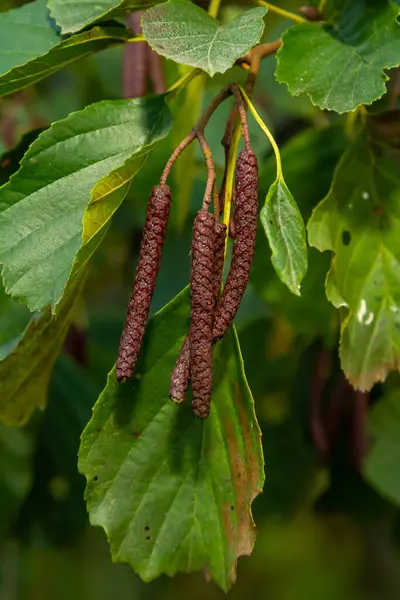 stock image Speckled alders spread their seed through cone-like structures.