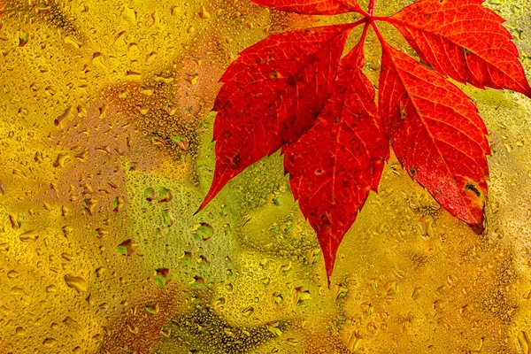 stock image abstract background fall, glass drops autumn yellow leaves wet october weather.