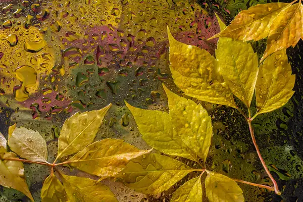 stock image abstract background fall, glass drops autumn yellow leaves wet october weather.