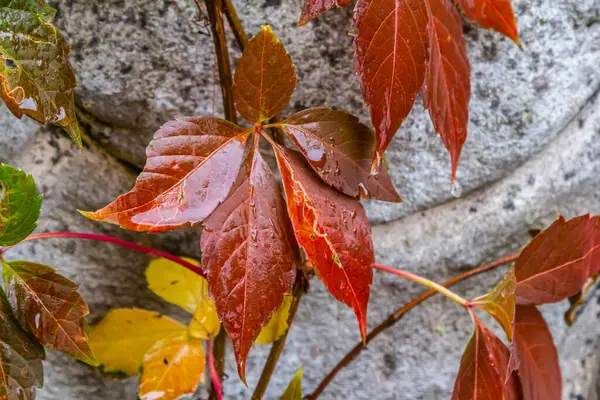 stock image View of beautiful red discolored leaves of a Parthenocissus tricuspidata plant on a gray stone wall, copy space.