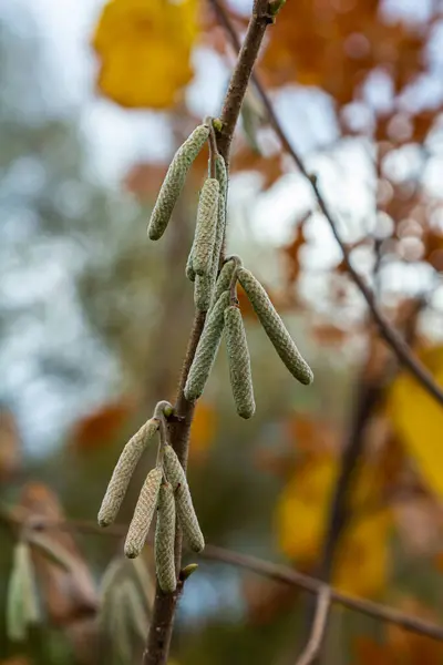 stock image Hazel catkins in spring . the hazelnut blossoms hang from a hazelnut bush as harbingers of spring . hazelnut earrings on a tree against a blue autumn sky . Green male flowers of a common hazel .