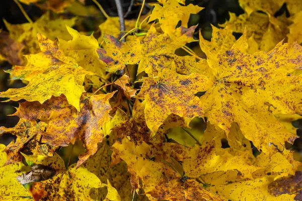 Sonbaharda güneşli bir günde mavi gökyüzünde sarı akçaağaç yaprakları.