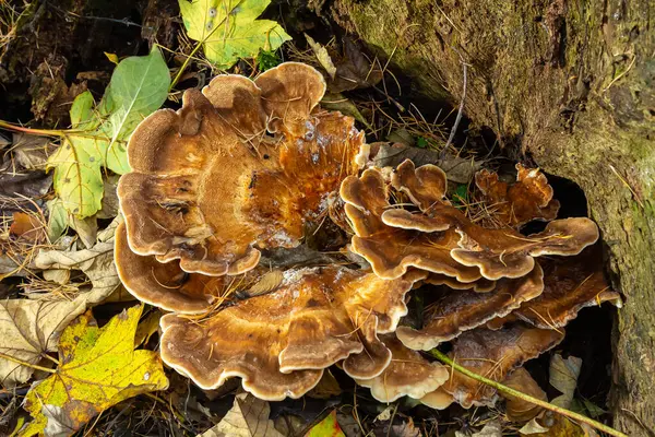 stock image Natural closeup on the Giant Polypore fungus, Meripilus giganteus in the forest.