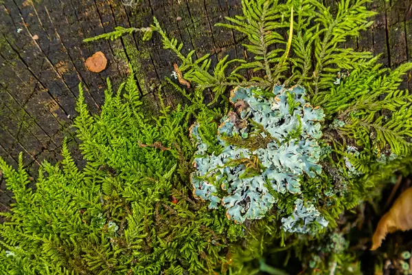 stock image A close up of lichen Hypogymnia physodes on a old tree branch.