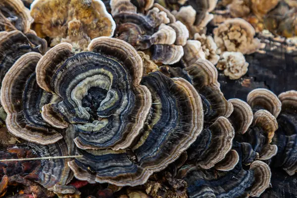 Trametes versicolor, ayrıca Polyporus versicolor olarak da bilinir, dünya çapında yaygın olarak bulunan ve ağaç gövdelerinde yetişen geleneksel tıbbi mantar türüdür..