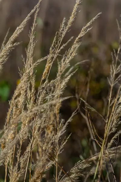 Çayırdaki küçük kamışlı Calamagrostis epigejos 'un enfeksiyonu..