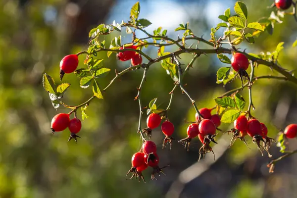 Dallarda kırmızı gül üzümü. Gülüzümlü romantik sonbahar hayatı. Kırışık güllük gülistanlık böğürtlenleri sonbaharda bir çalılıkta. Hawthorn meyveleri ağaçlarda ve çalılıklarda yetişen küçük meyvelerdir.