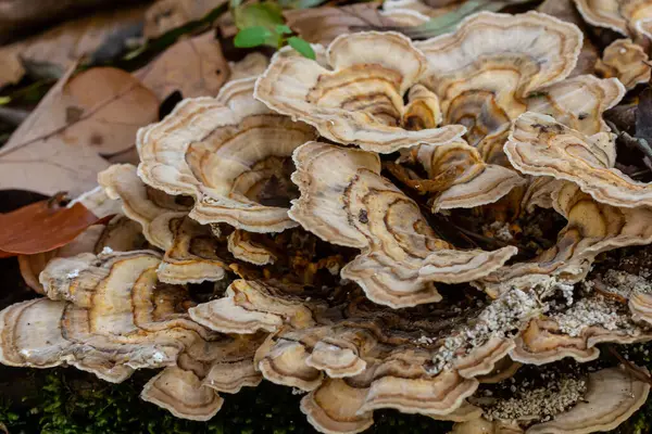 Trametes versicolor, ayrıca Polyporus versicolor olarak da bilinir, dünya çapında yaygın olarak bulunan ve ağaç gövdelerinde yetişen geleneksel tıbbi mantar türüdür..