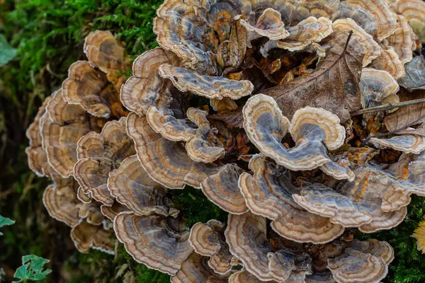 stock image Trametes versicolor, also known as Polyporus versicolor, is a common polypore mushroom found throughout the world and also a well-known traditional medicinal mushroom growing on tree trunks.