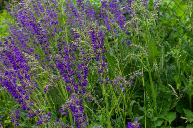 Salvia pratensis, Lamiaceae familyasından Avrupa, Batı Asya ve Kuzey Afrika 'ya özgü bir bitki türüdür..