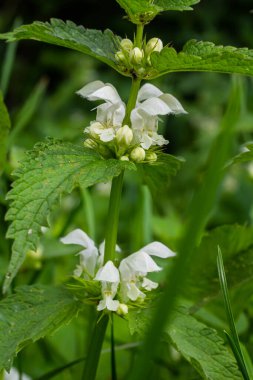 Güneşli bir günde filizlenen ölü ısırgan otu yakın plan. Lamium albümü. Lamiaceae Ailesi.