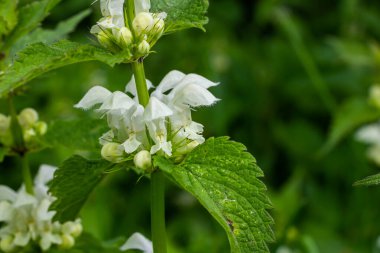 Güneşli bir günde filizlenen ölü ısırgan otu yakın plan. Lamium albümü. Lamiaceae Ailesi.