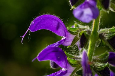 Salvia pratensis, Lamiaceae familyasından Avrupa, Batı Asya ve Kuzey Afrika 'ya özgü bir bitki türüdür..