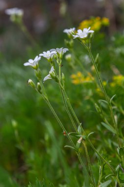 Parlak yeşil yapraklar arasında küçük beyaz çiçekler. İlkbahar - Paskalya çanı Stellaria sanal çay çiçeği.