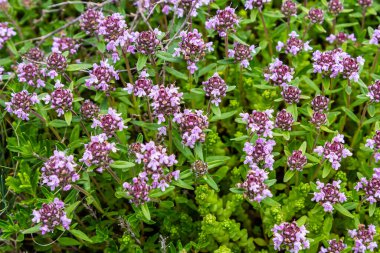 Çiçekli kokulu Thymus Serpilllum, Breckland yabani kekik, sürünen kekik, ya da elf kekik yakın çekim, makro fotoğraf. Güneşli bir günde tarlada güzel yiyecekler ve tıbbi bitkiler