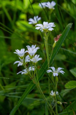 Little white flowers between bright green leaves. Spring - easter-bell Stellaria holostea blossom. clipart