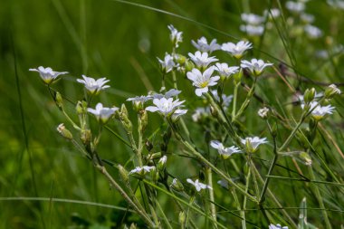Parlak yeşil yapraklar arasında küçük beyaz çiçekler. İlkbahar - Paskalya çanı Stellaria sanal çay çiçeği.