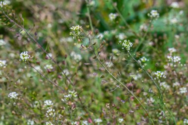 Capsella bursa-pastoris, çoban çantası olarak bilinir. Tarım ve bahçe ekinlerinde yaygın ve yaygın bir ot. Doğal ortamda tıbbi bitki.