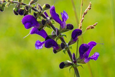 Salvia pratensis, Lamiaceae familyasından Avrupa, Batı Asya ve Kuzey Afrika 'ya özgü bir bitki türüdür..