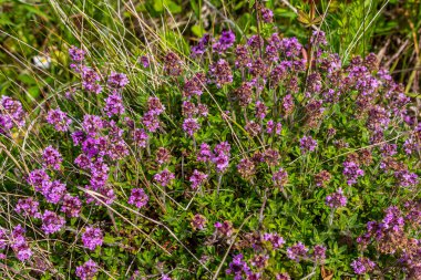 Çiçekli kokulu Thymus Serpilllum, Breckland yabani kekik, sürünen kekik, ya da elf kekik yakın çekim, makro fotoğraf. Güneşli bir günde tarlada güzel yiyecekler ve tıbbi bitkiler