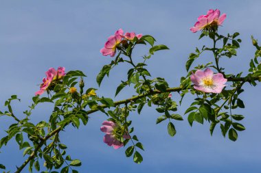 Köpek gülü, Rosa canina, pembe veya beyaz çiçekli ve ilaçlarda kullanılan önemli bir şifalı bitkidir. Bu bir yaban gülü ve sonbaharda kırmızı güllük gülistanlık meyveleri var..