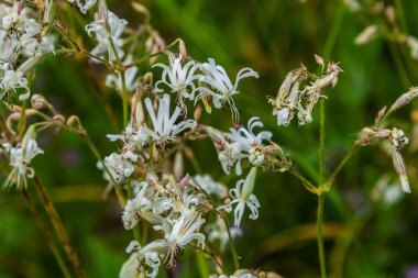 Silene nutans, Nottingham Catchfly, Caryophyllaceae. Yazın vahşi bitki vuruşu..
