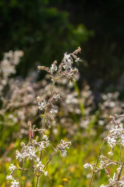 Silene nutans, Nottingham Catchfly, Caryophyllaceae. Yazın vahşi bitki vuruşu..