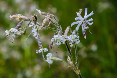 Silene nutans, Nottingham Catchfly, Caryophyllaceae. Yazın vahşi bitki vuruşu..