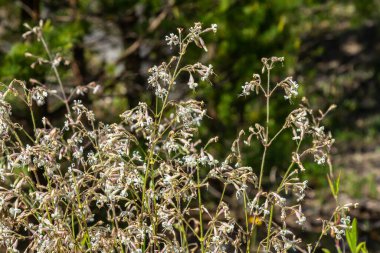 Silene nutans, Nottingham Catchfly, Caryophyllaceae. Yazın vahşi bitki vuruşu..